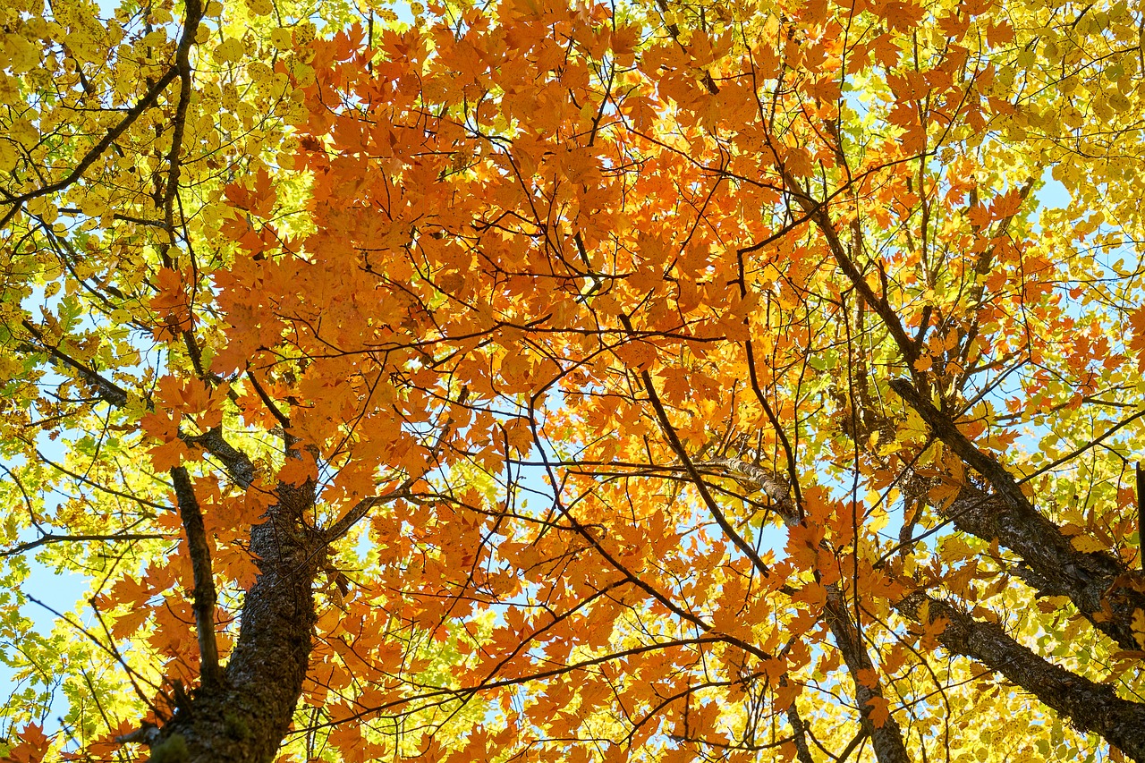 autumn season landscape free photo