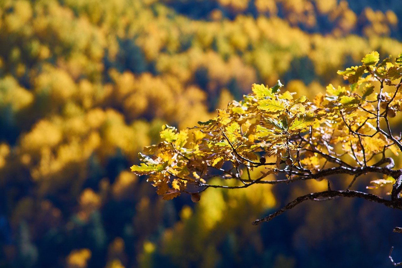 autumn forest yellow free photo