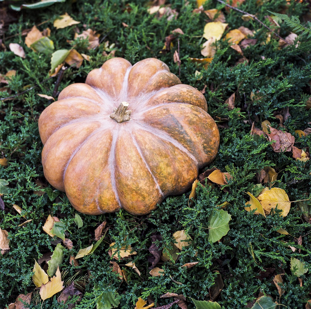 autumn fall still-life free photo