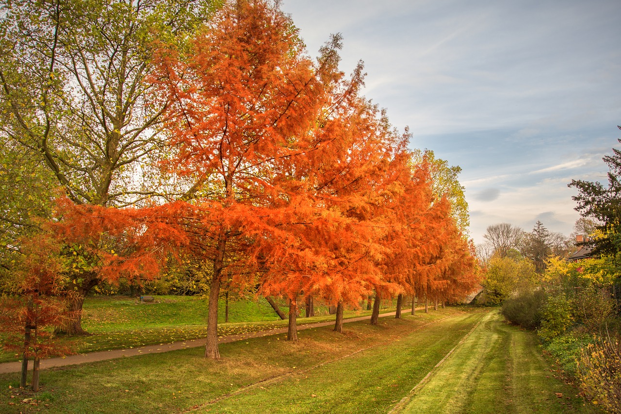 autumn larch row of trees free photo