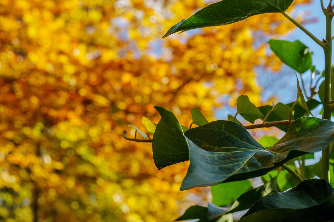 autumn tree leaf free photo