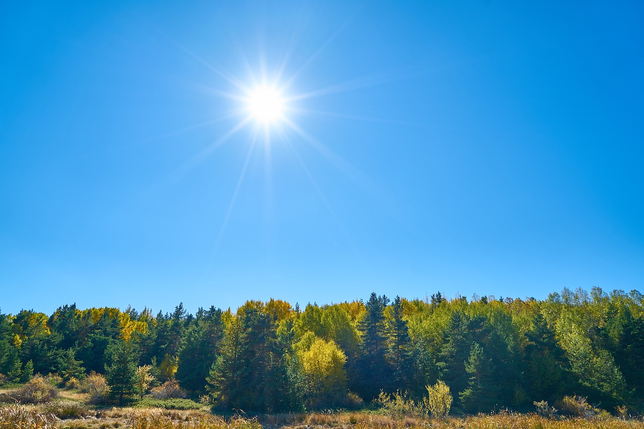 autumn forest yellow free photo