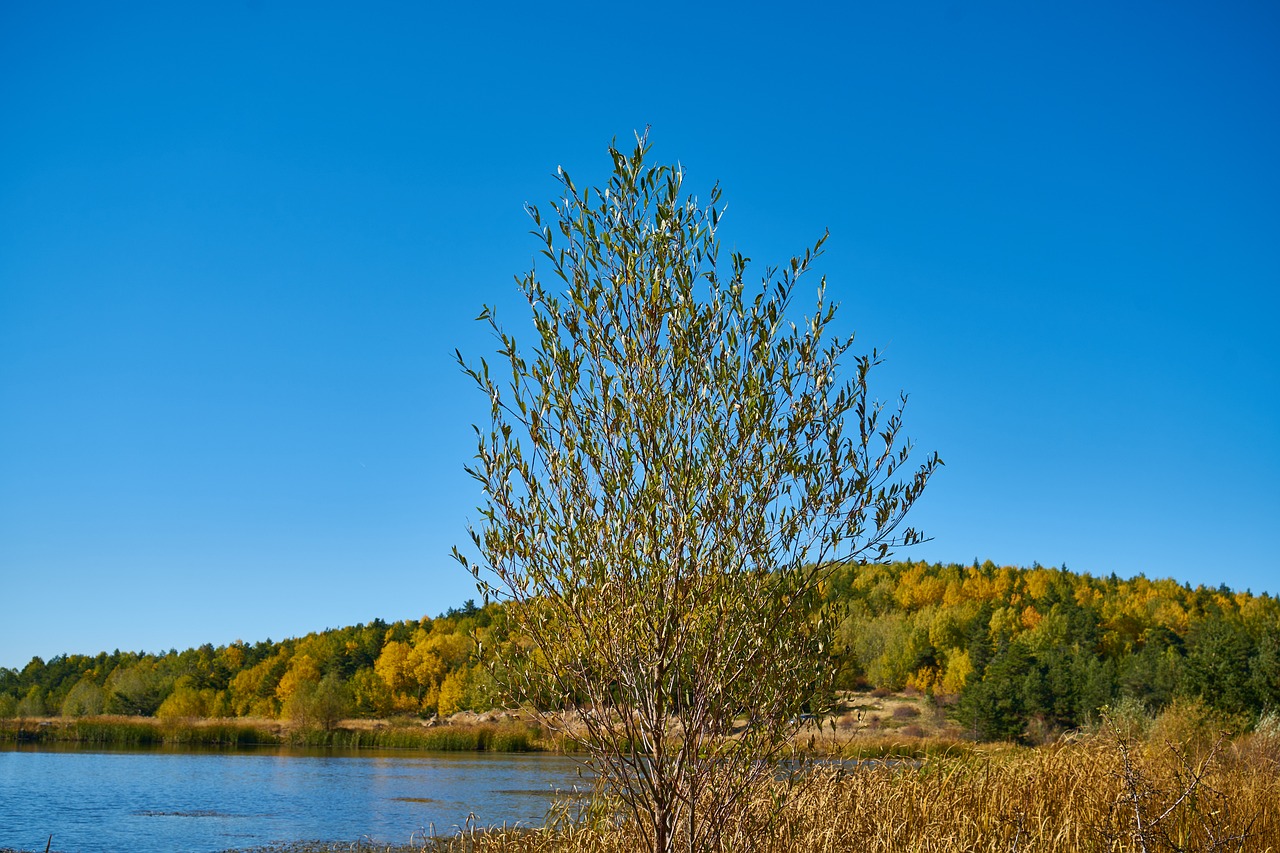 autumn forest yellow free photo