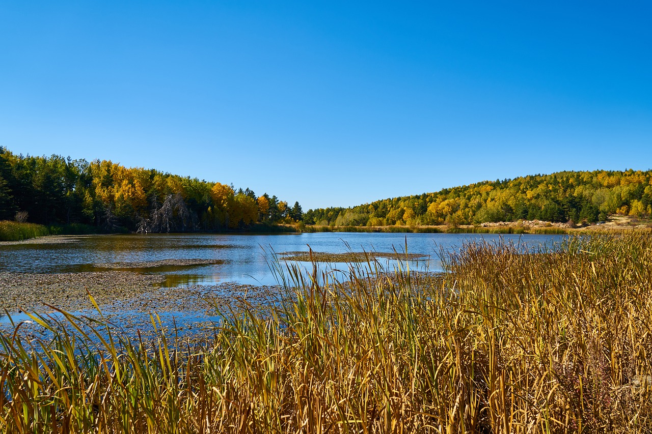 autumn forest yellow free photo