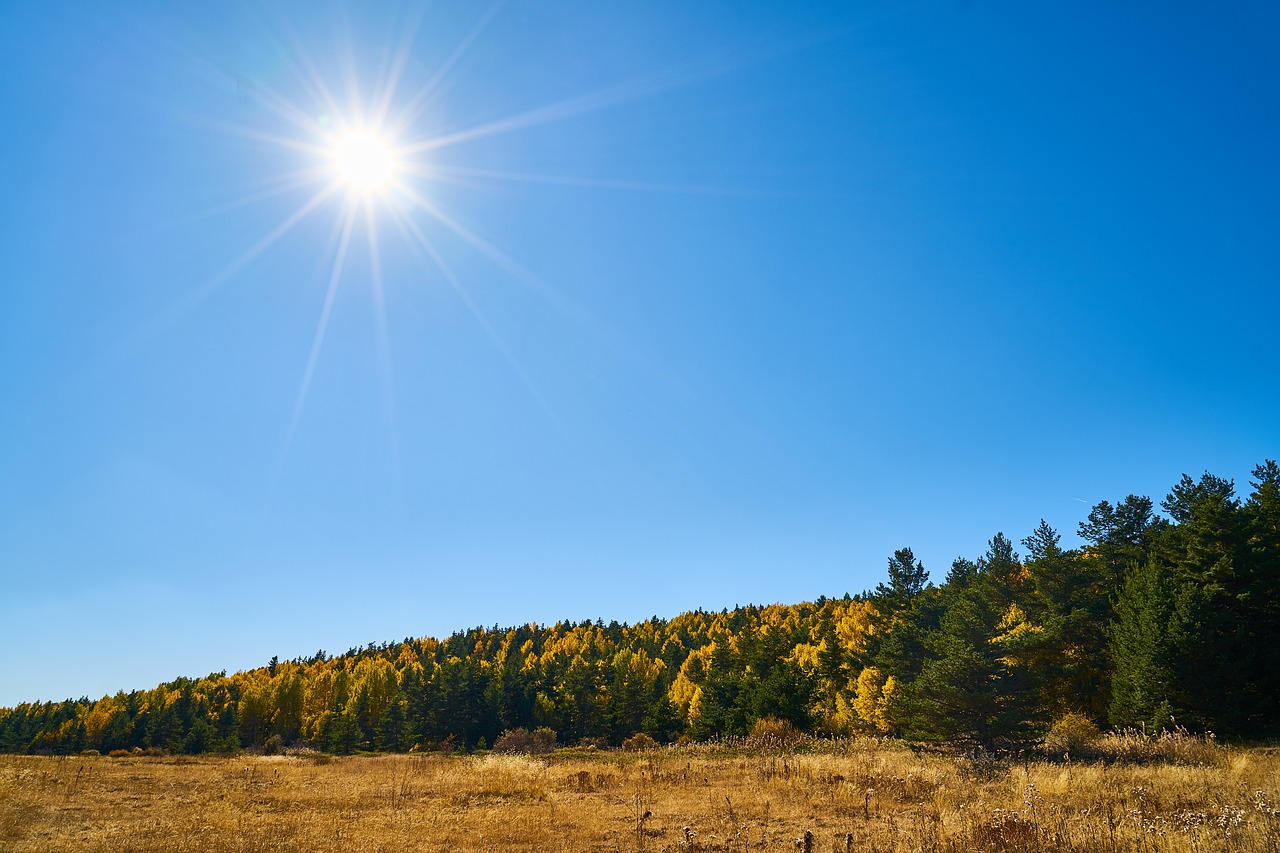 autumn forest yellow free photo