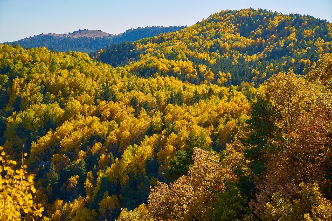 autumn forest yellow free photo