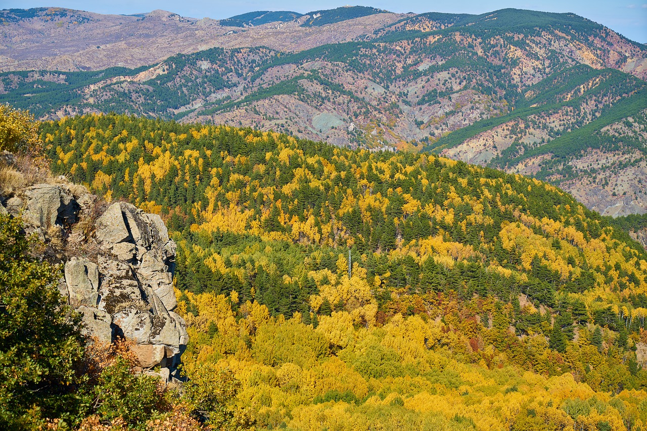 autumn forest yellow free photo