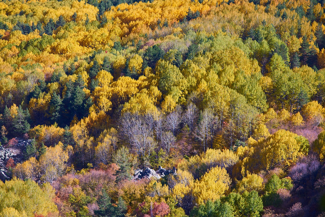 autumn forest yellow free photo