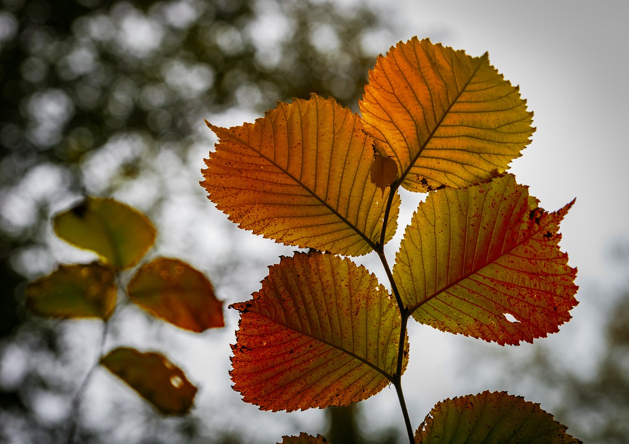 autumn background golden autumn free photo