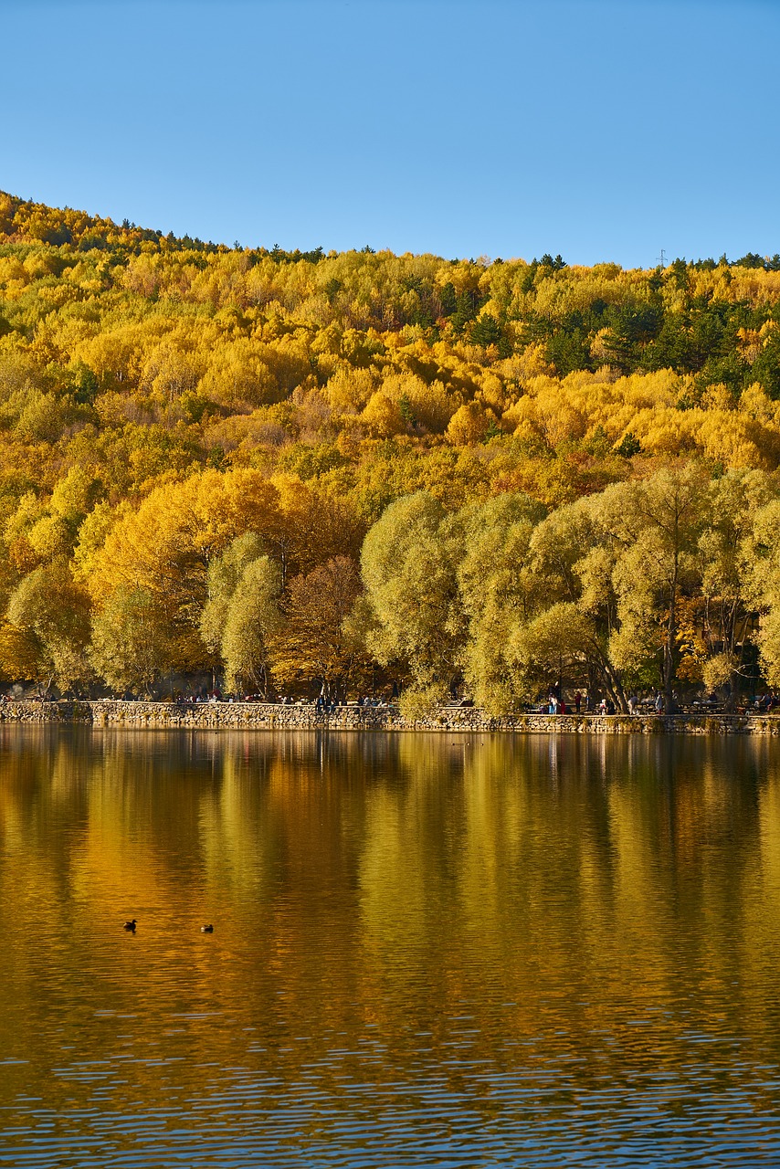 autumn trees lake free photo