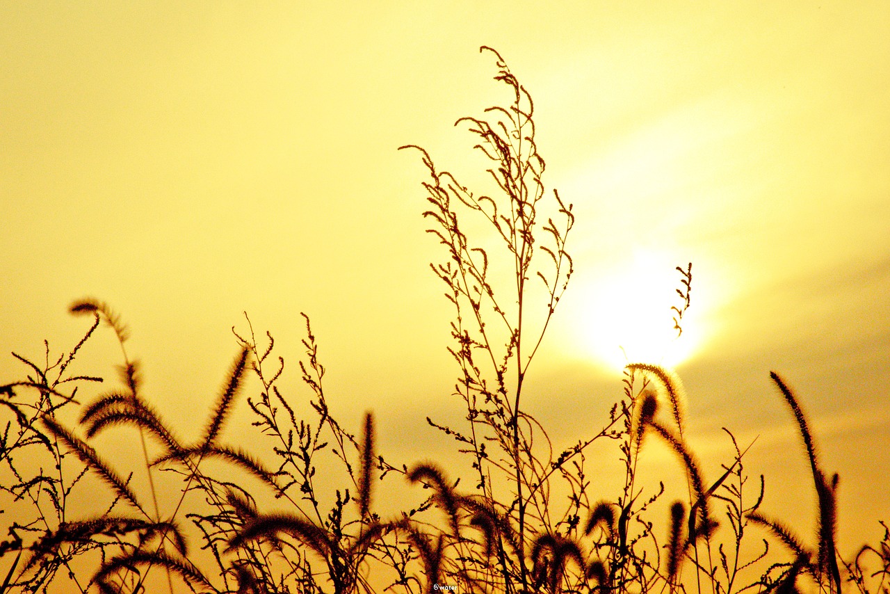 autumn sunset rice free photo