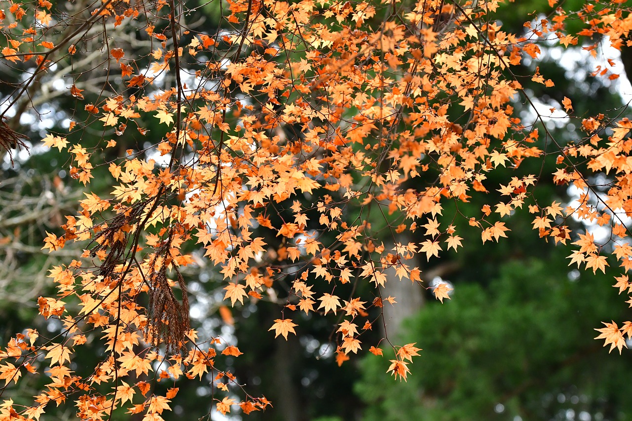 autumn autumnal leaves maple free photo