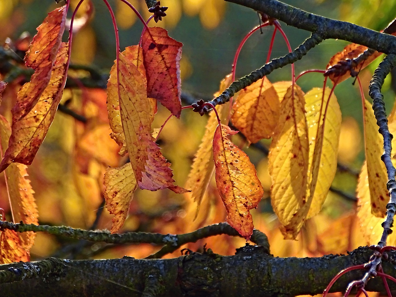 autumn leaves colorful free photo