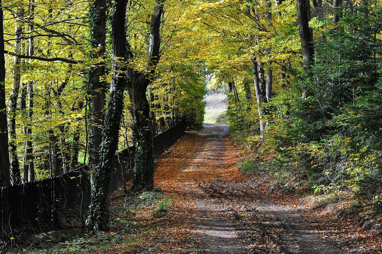 autumn way beskids free photo