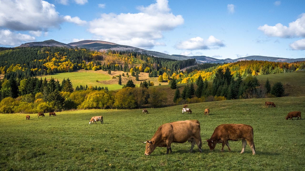 autumn nature cows free photo