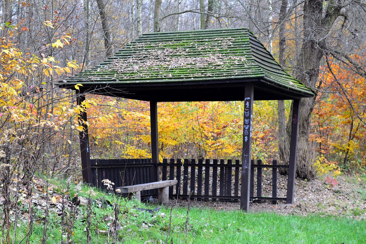 autumn park yellow leaves free photo