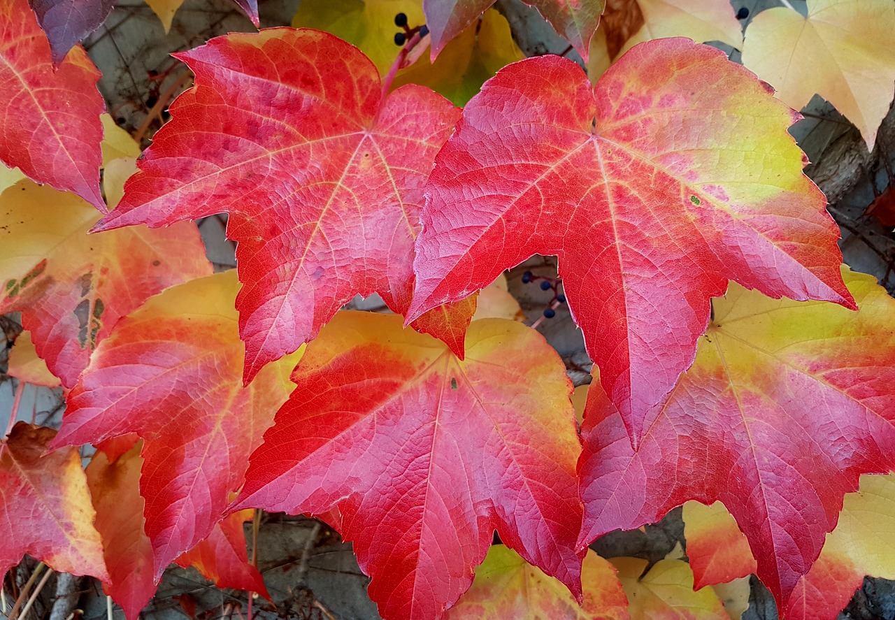 autumn fall leaves fall color free photo