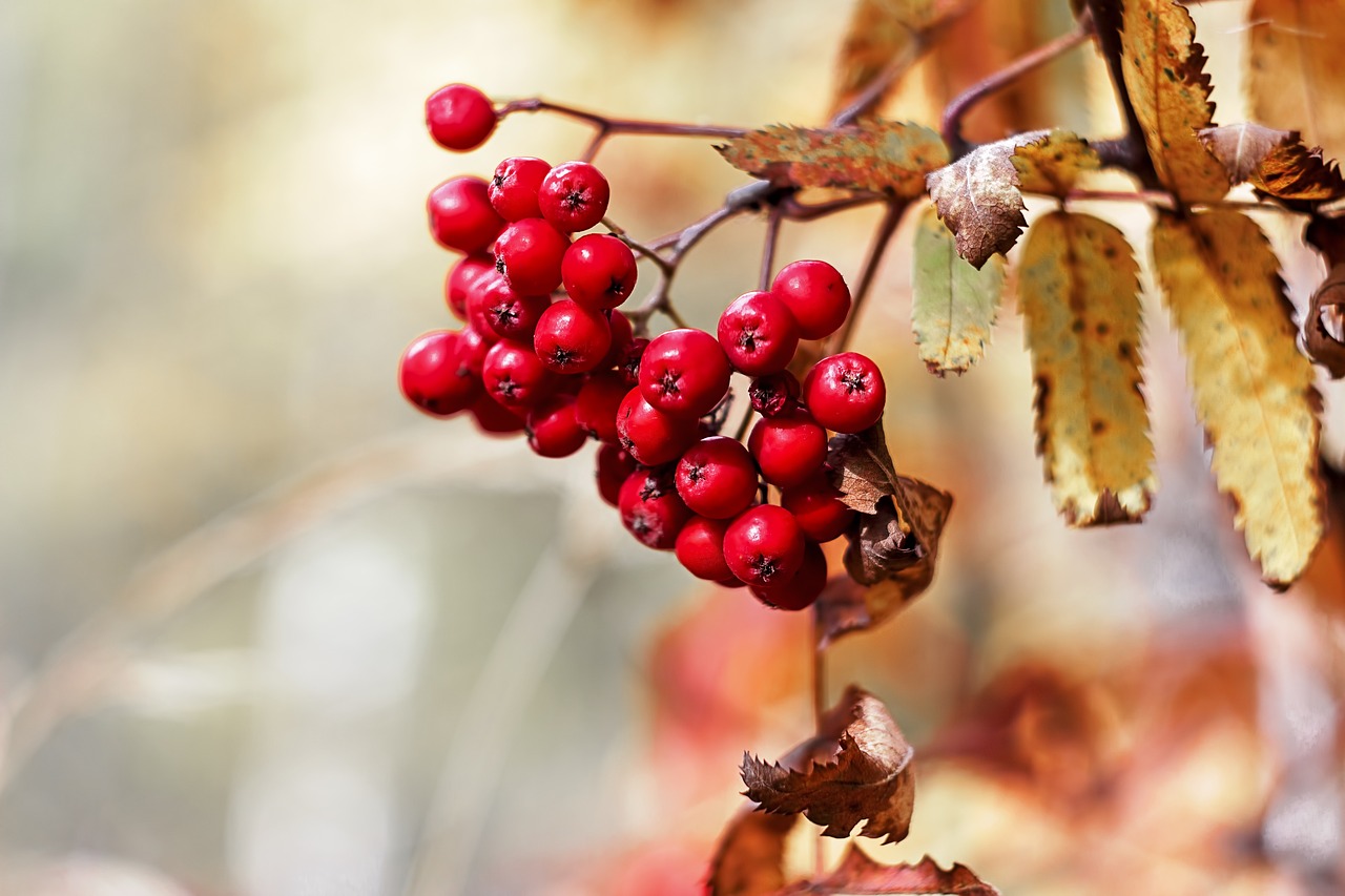 autumn forest rowan free photo