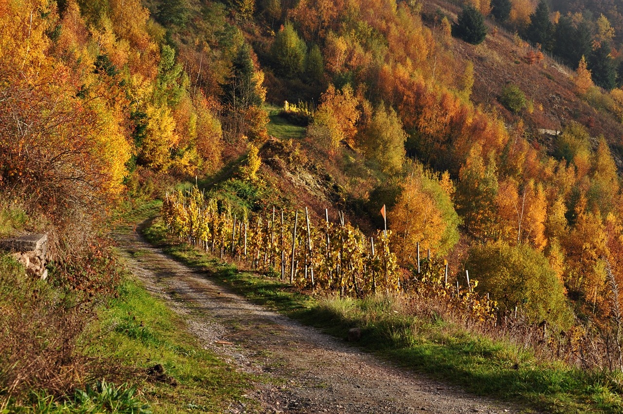 autumn mosel vineyards free photo
