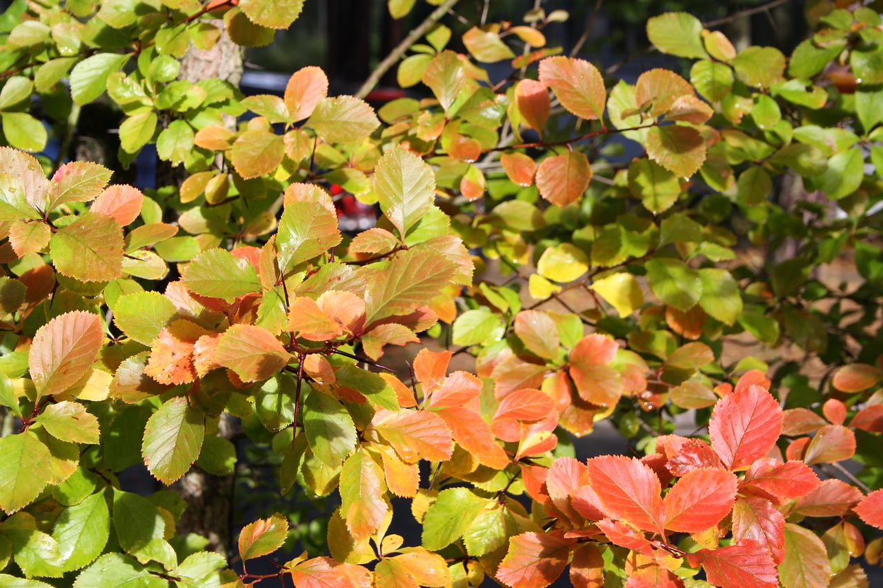 autumn leaves colorful free photo