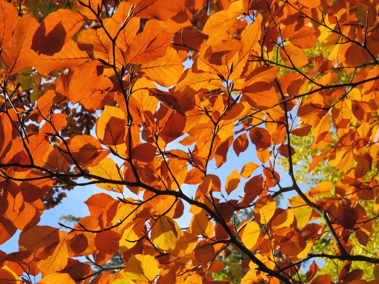 autumn leaves tree free photo