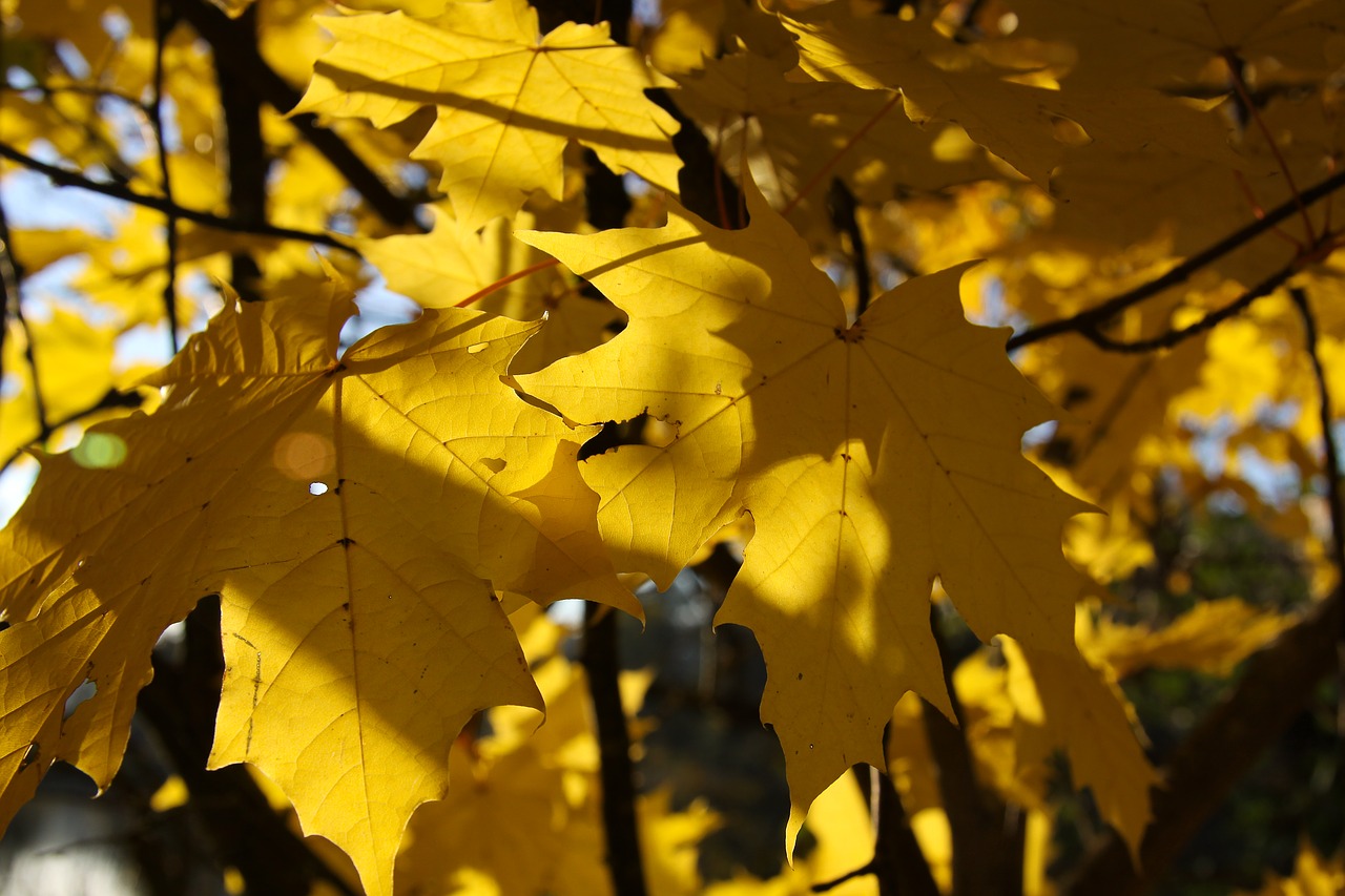 autumn fall foliage yellow free photo