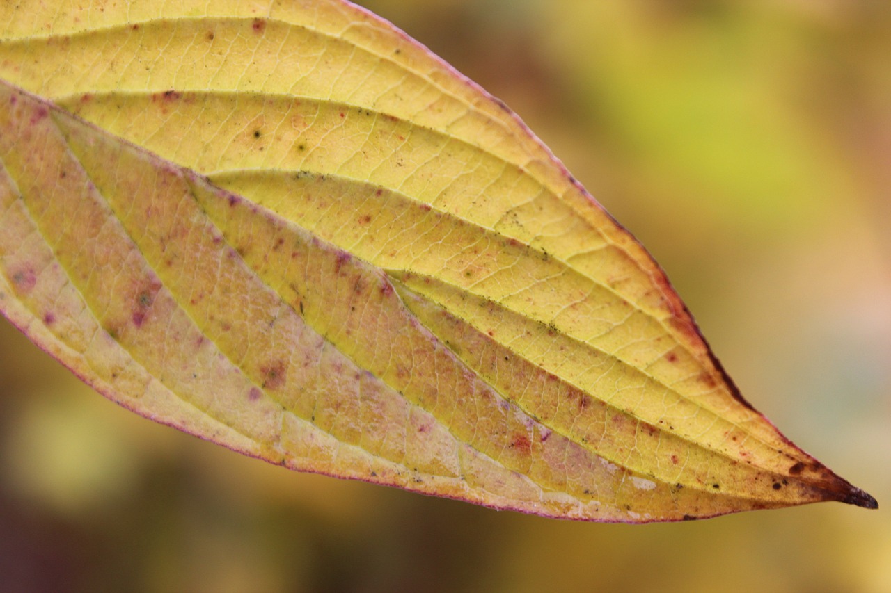 autumn leaf leaves free photo