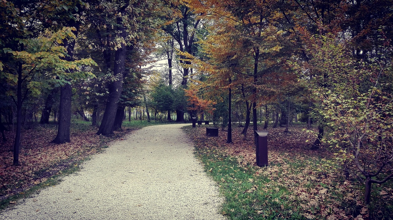 autumn leaf forest free photo