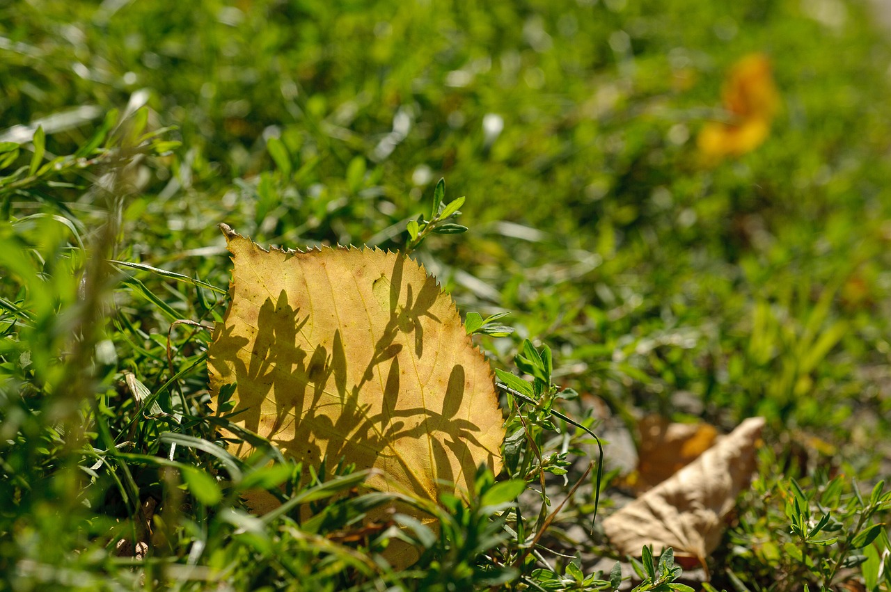 autumn closeup yellow leaf free photo