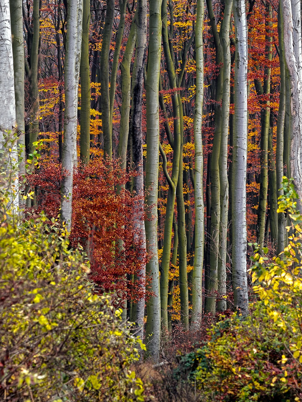 autumn autumn forest autumn mood free photo