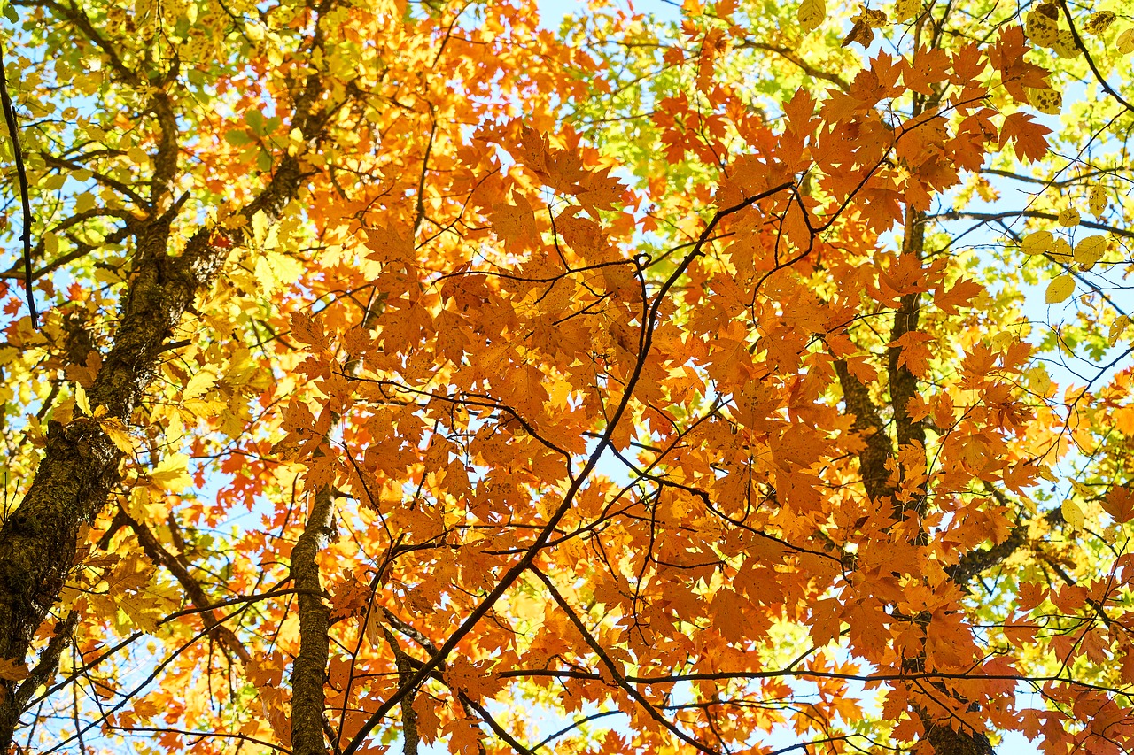 autumn the leaves are trees free photo