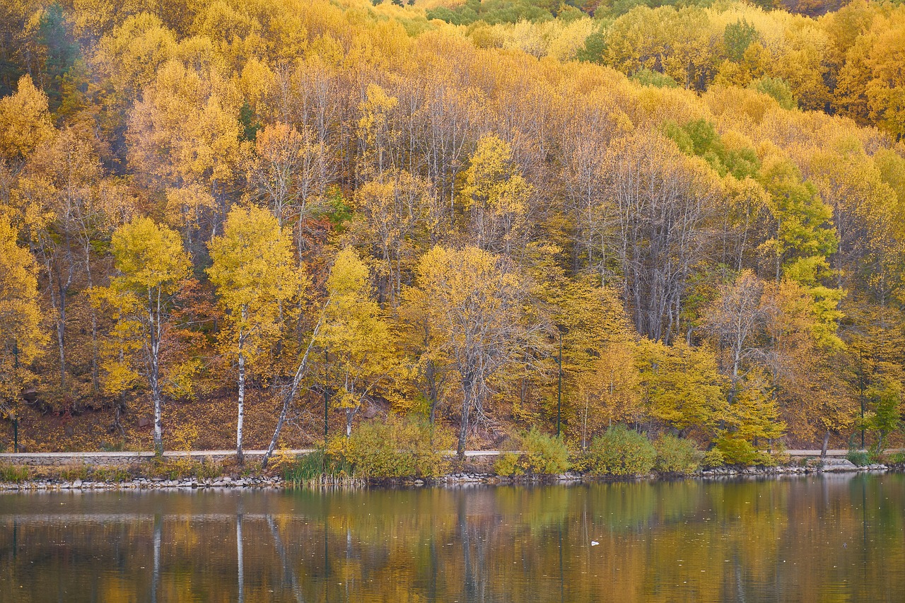 autumn trees lake free photo