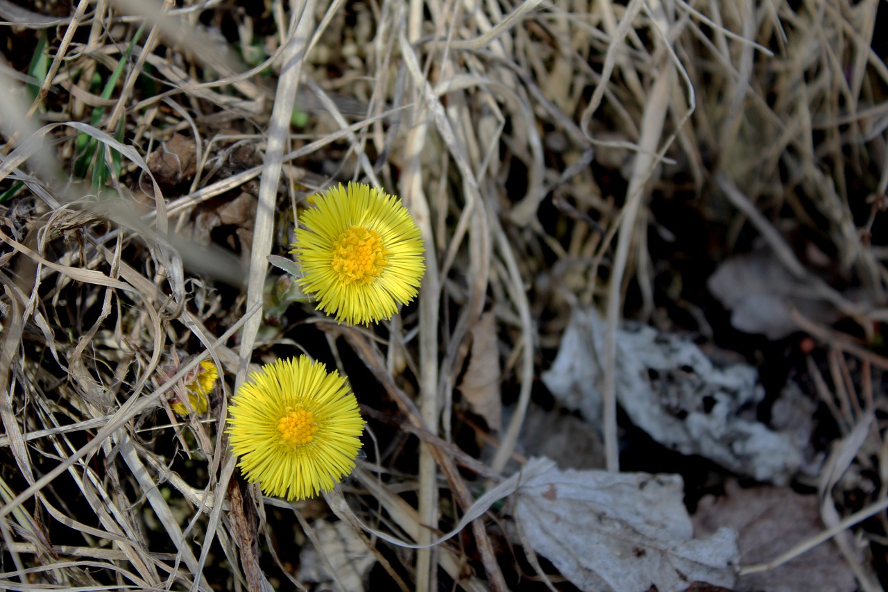 autumn flower nature free photo