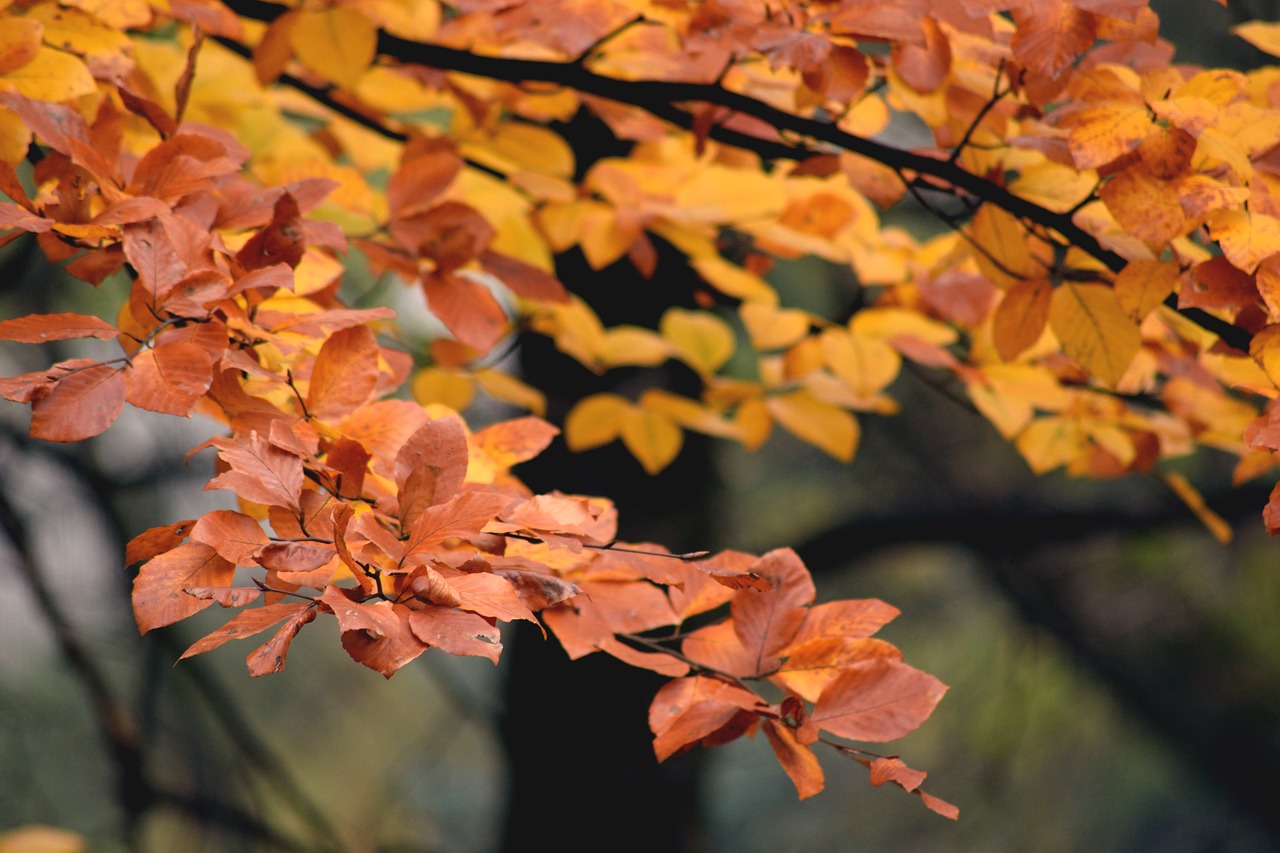 autumn park tree free photo