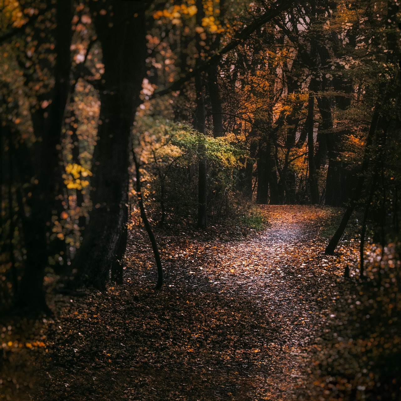 autumn forest path free photo
