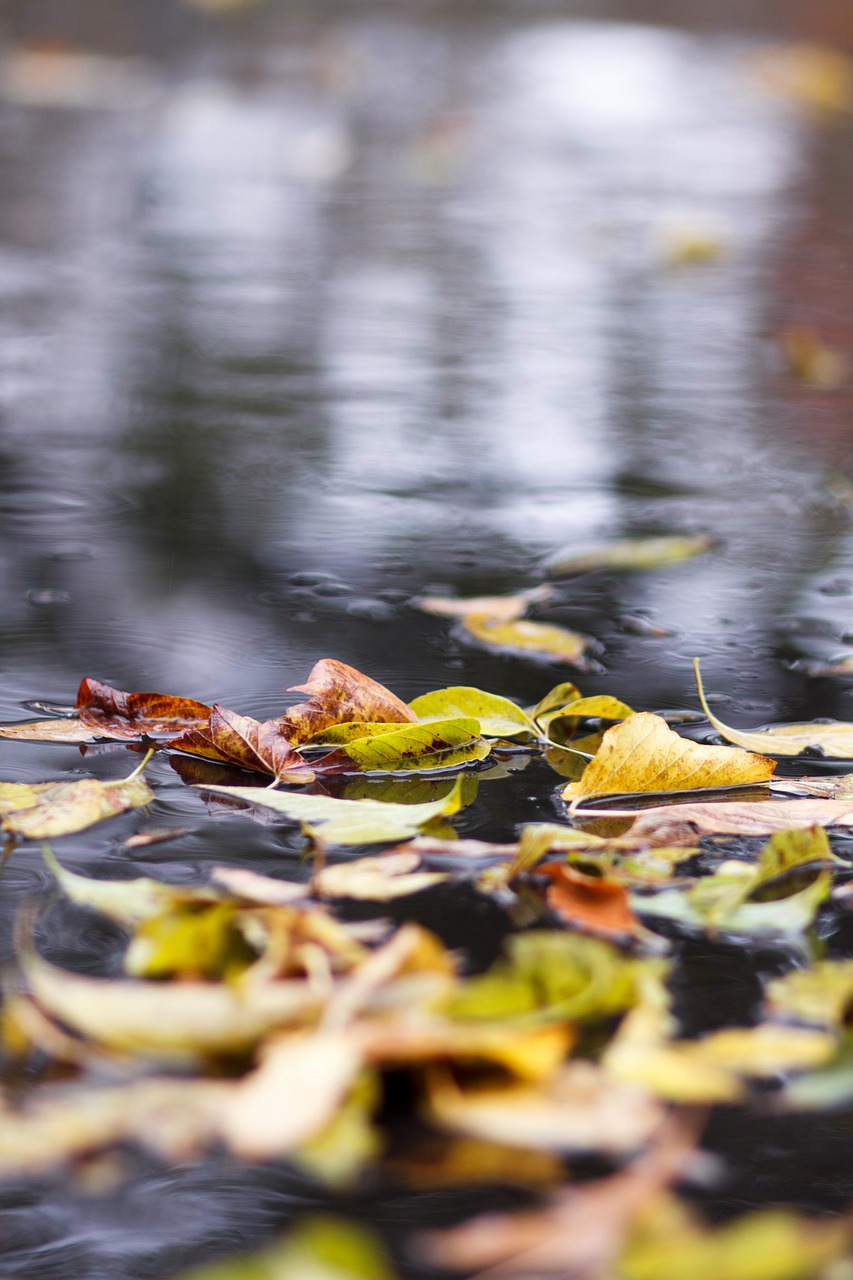 autumn puddle leaves free photo