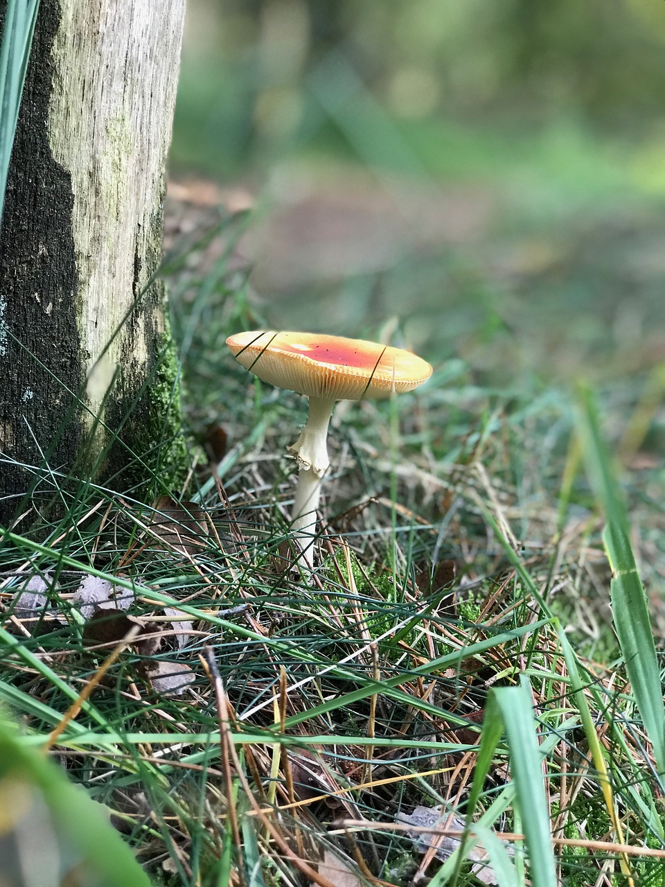 autumn forest mushrooms free photo