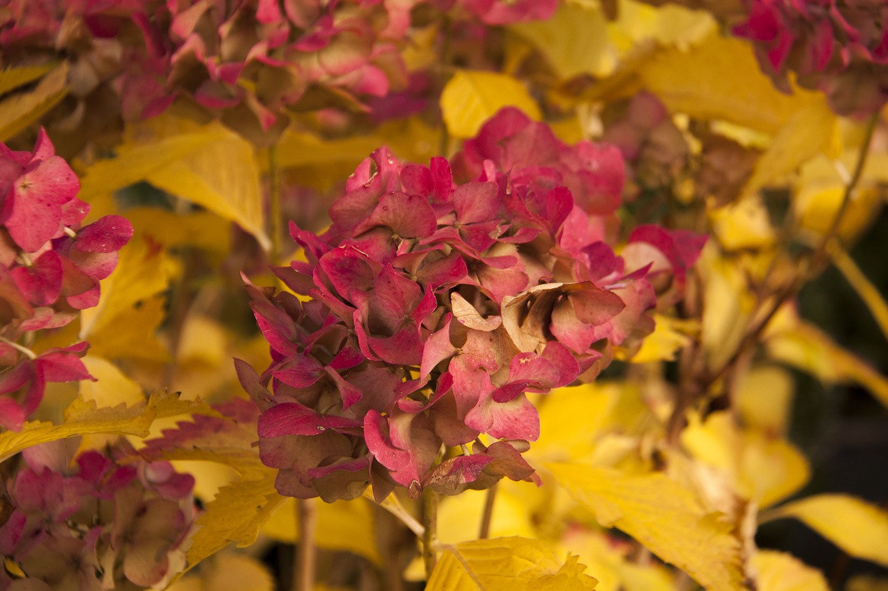 autumn flowers hydrangea free photo