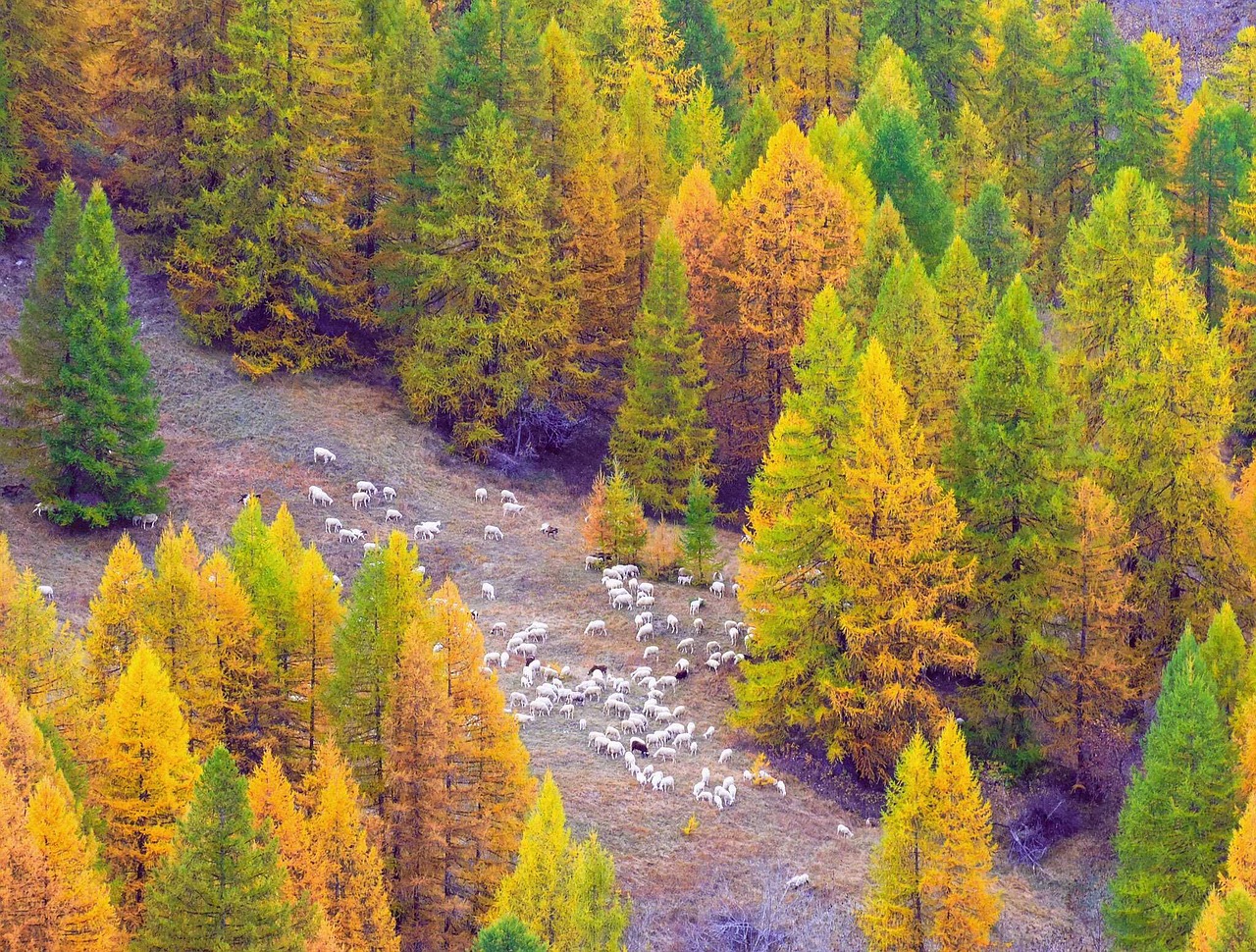 autumn argentera valley piemonte free photo