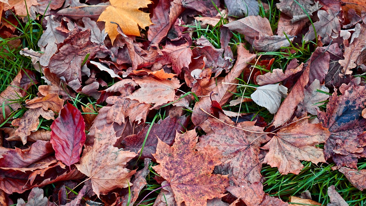 autumn leaves fall free photo