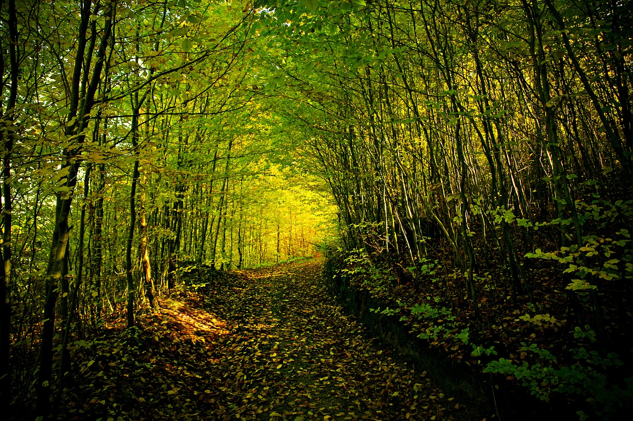 autumn forest autumn gold free photo