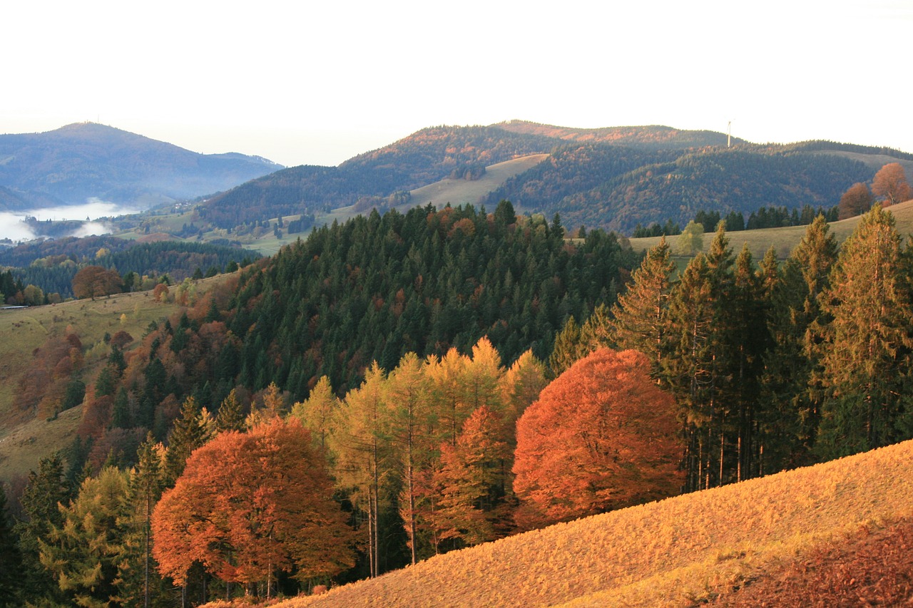 autumn black forest panorama free photo