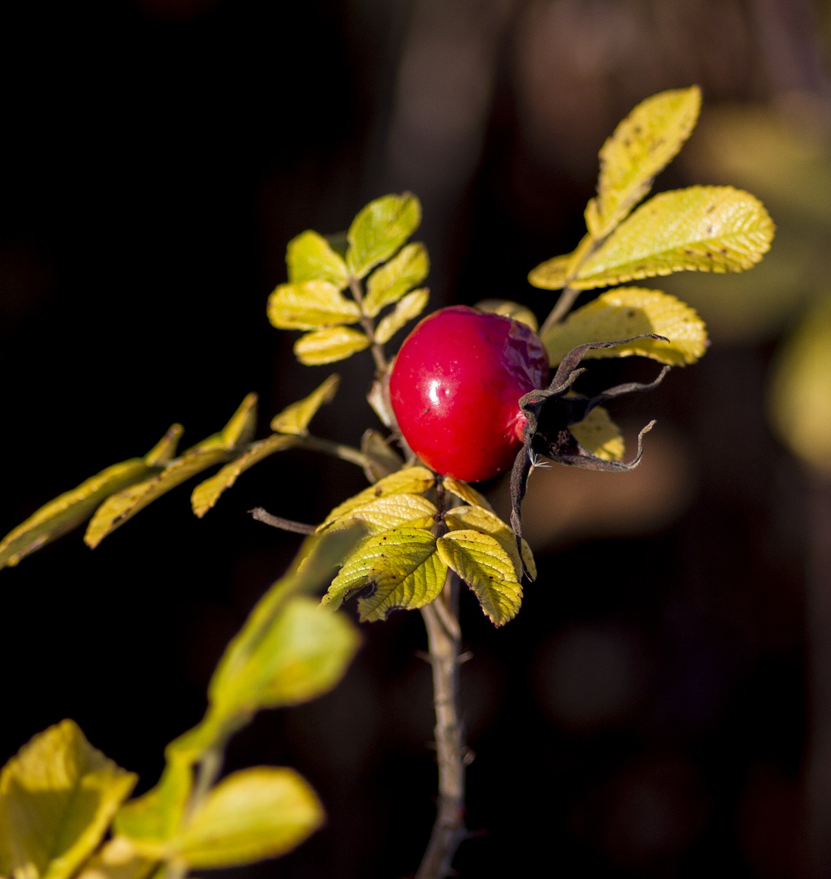 autumn denmark natural free photo