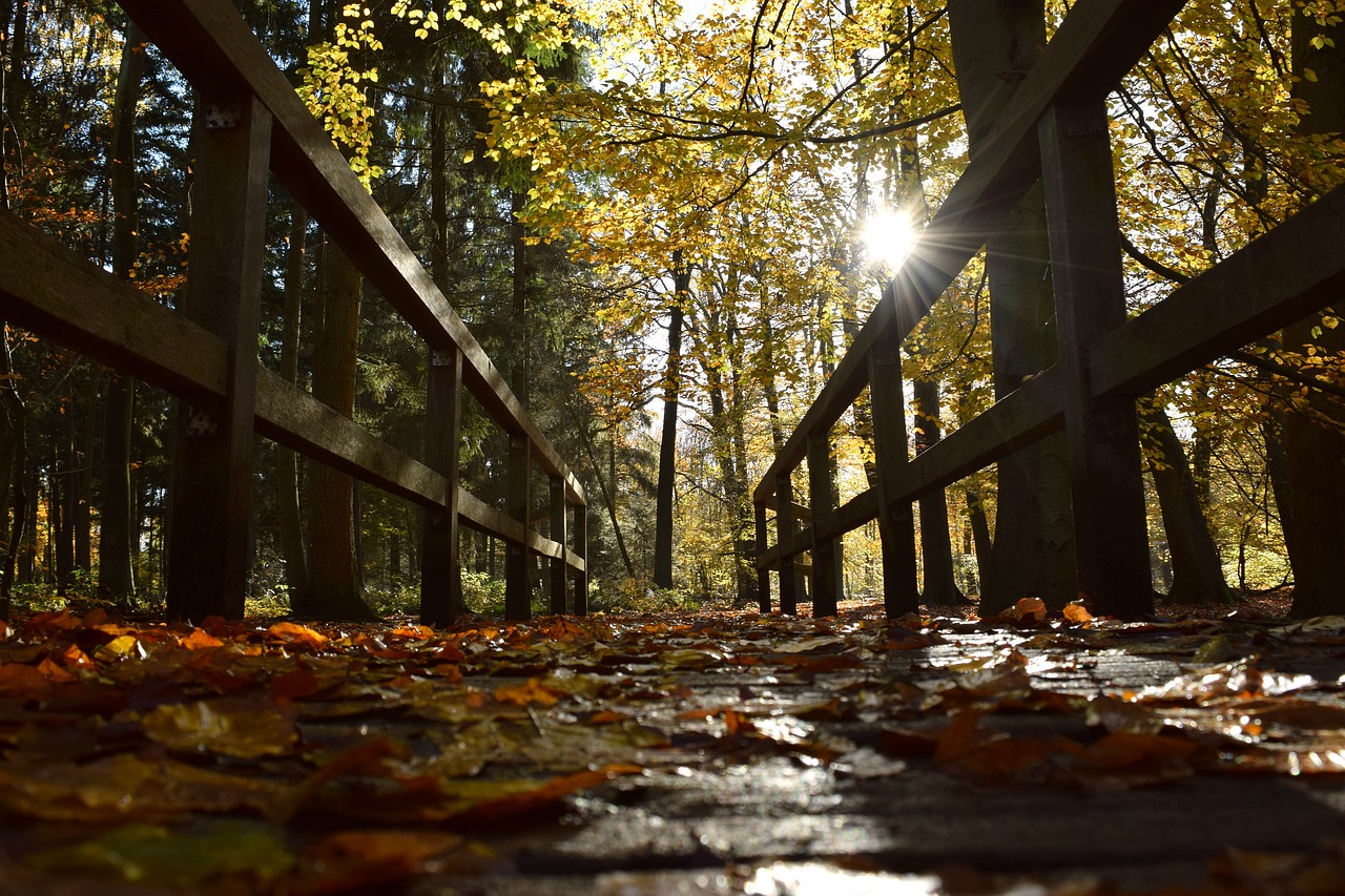 autumn bridge leaves free photo