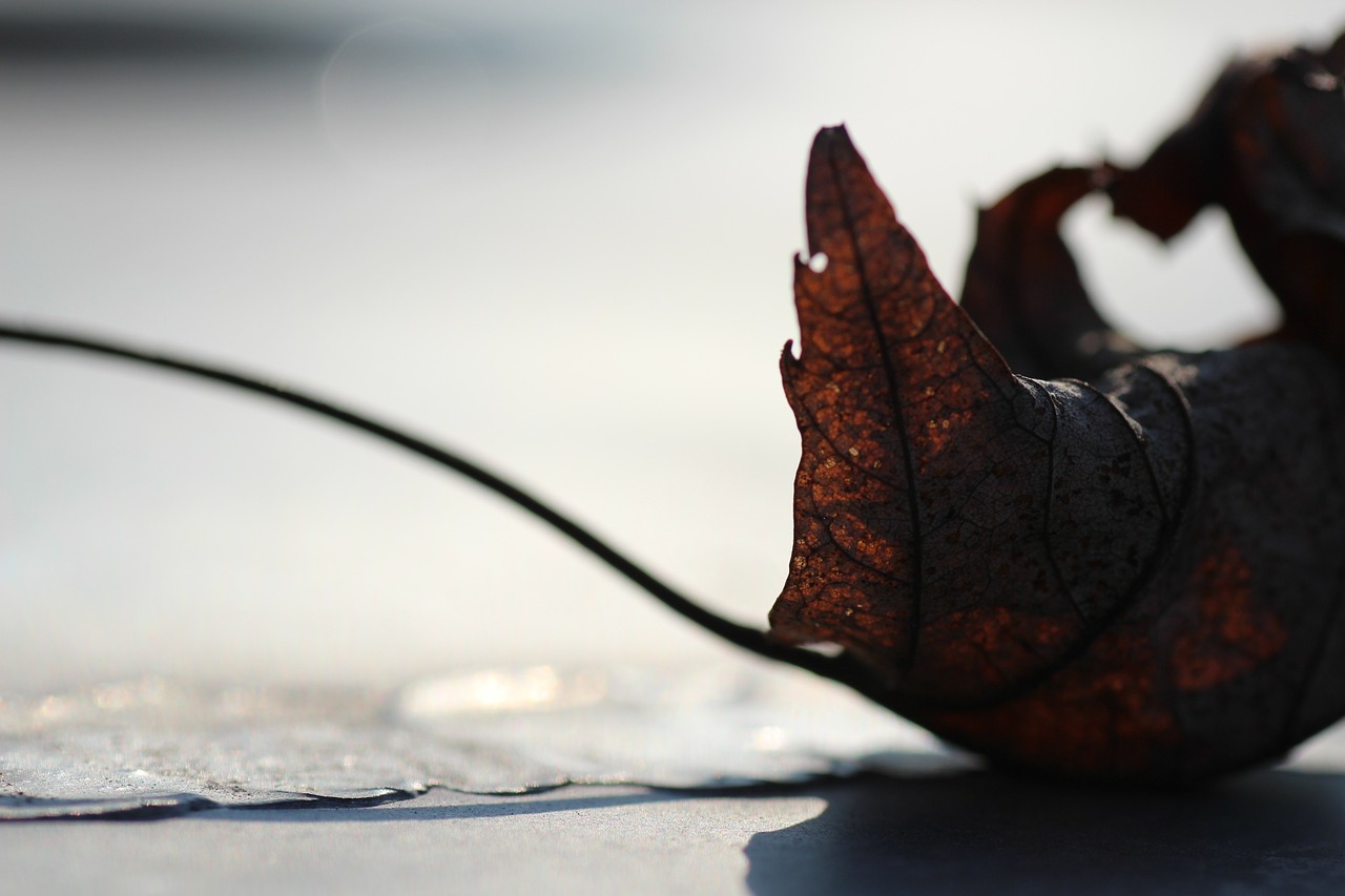 autumn leaf wither free photo