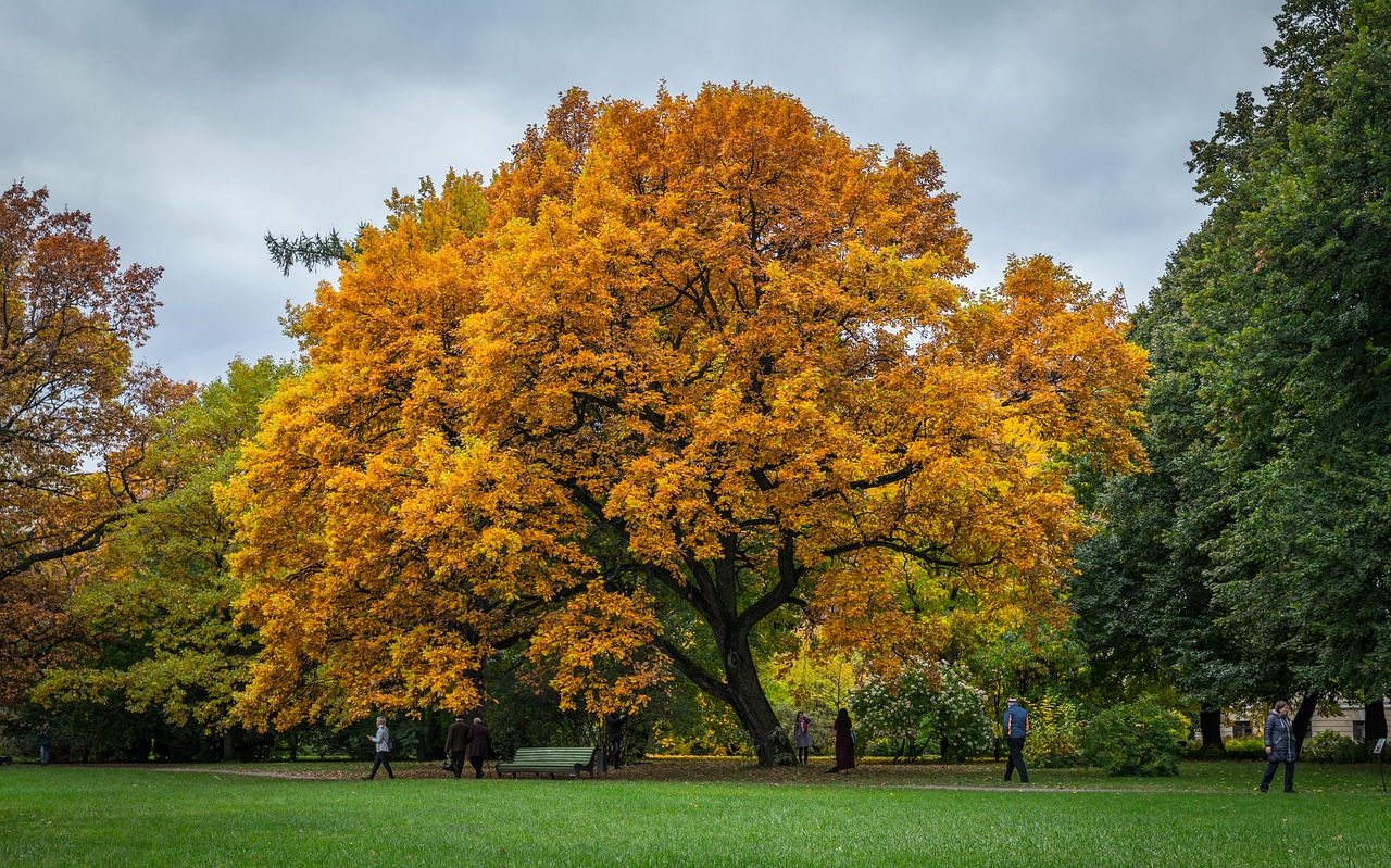 autumn tree sheet free photo