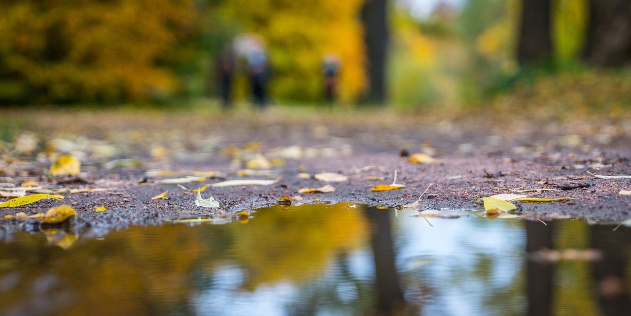 autumn nature sheet free photo