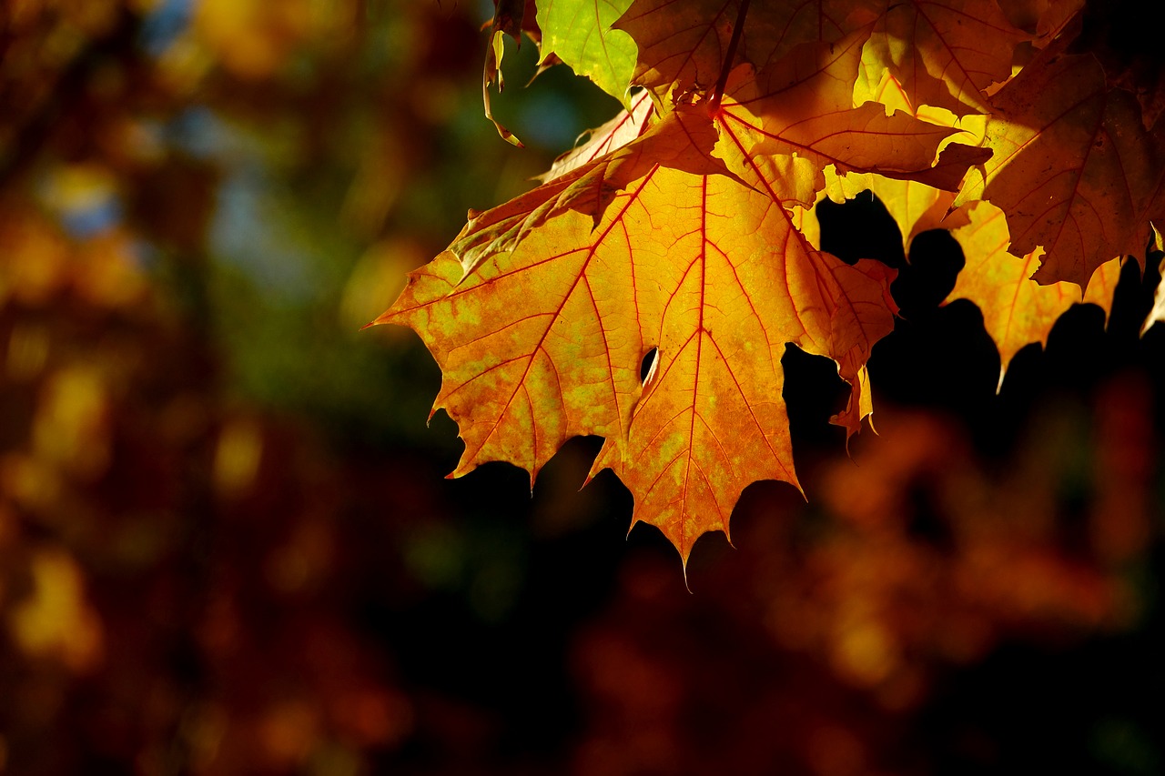 autumn leaf nature free photo