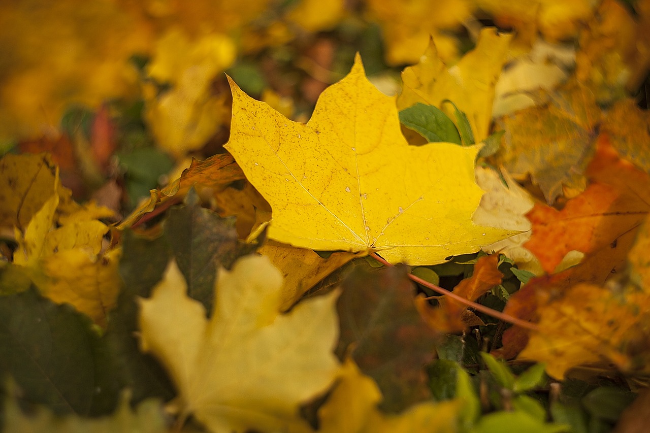 autumn sheet maple free photo