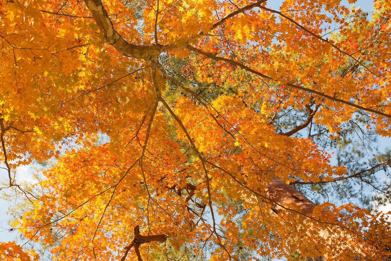 autumn leaf maple free photo